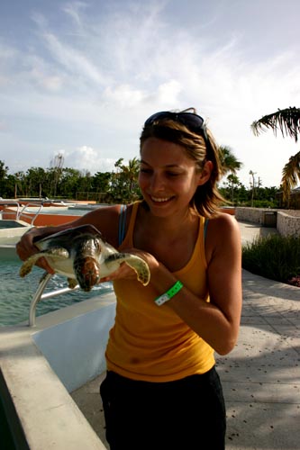 turtle