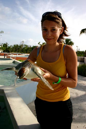 turtle