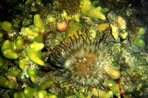 scuba