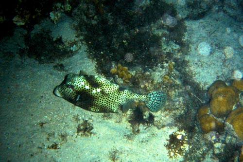 pufferfish
