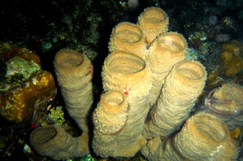 scuba