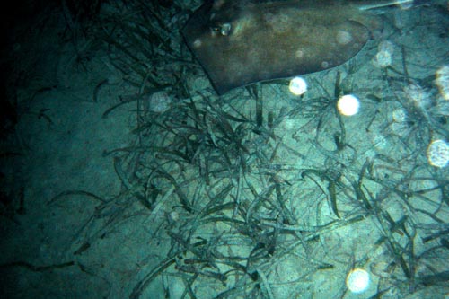stingray