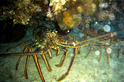 lobster