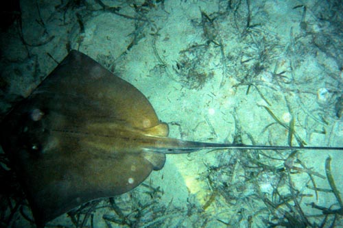 stingray