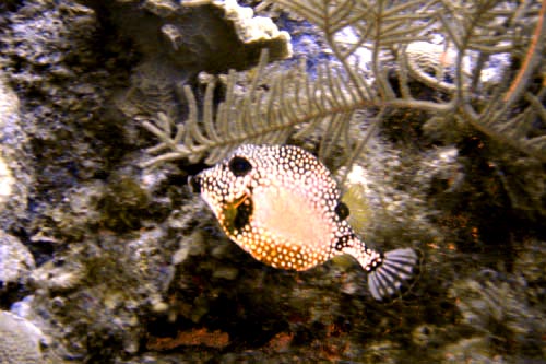 pufferfish