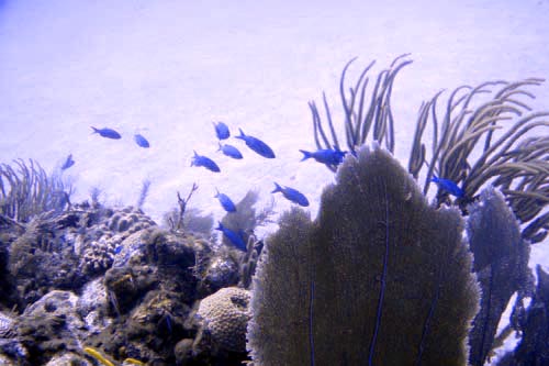 scuba