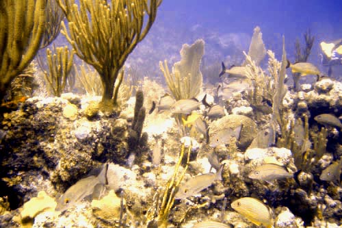 scuba