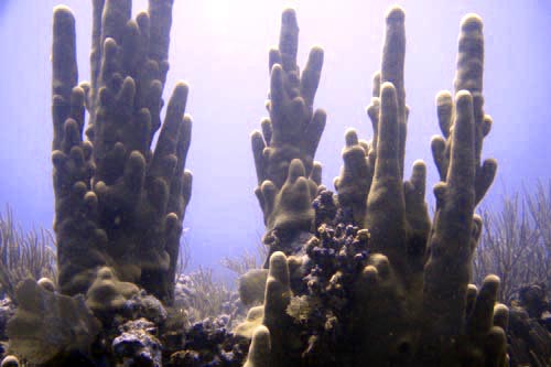 scuba