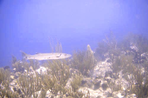 barracuda