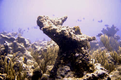 scuba