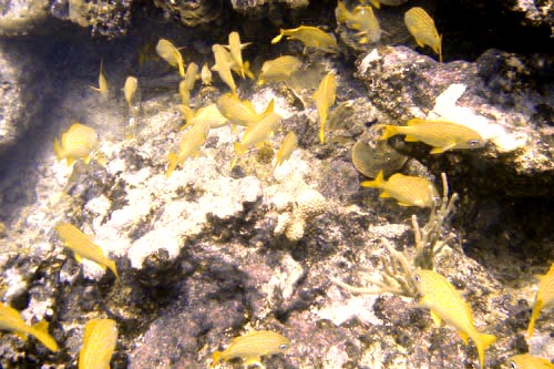 scuba