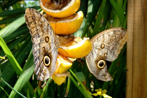 butterfly
