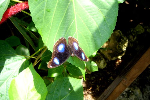 butterfly