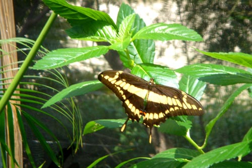 butterfly