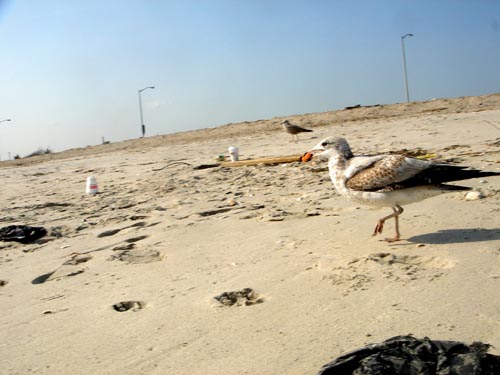 far rockaway