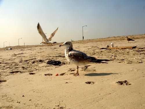 far rockaway