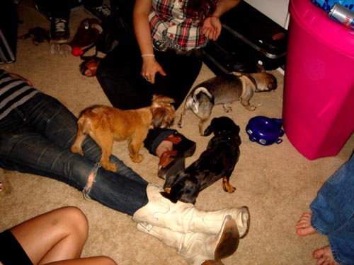 monkey