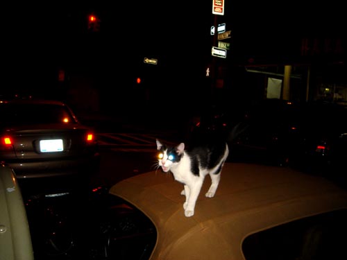 cat