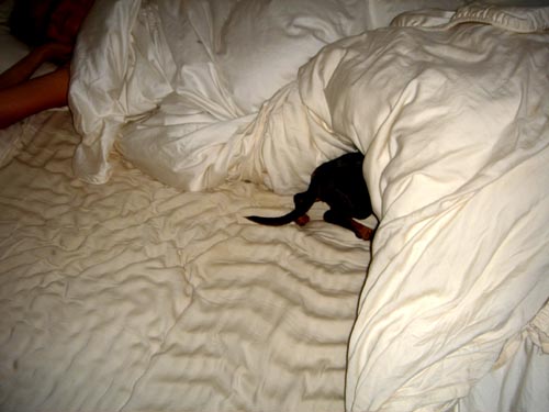 bed