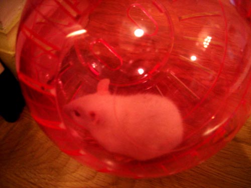 ratso