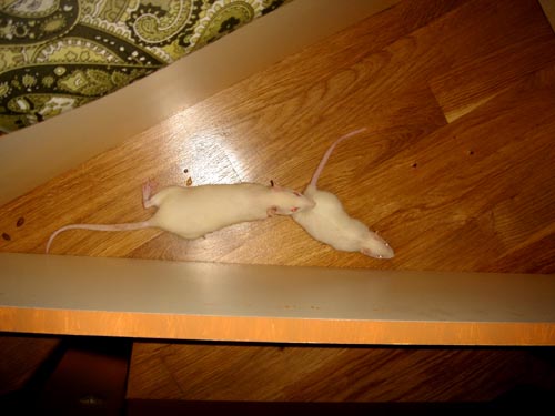 rats