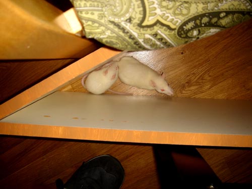 rats