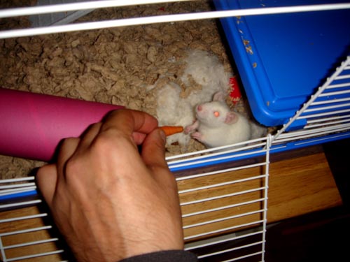 rats