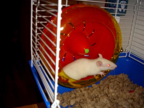 rats