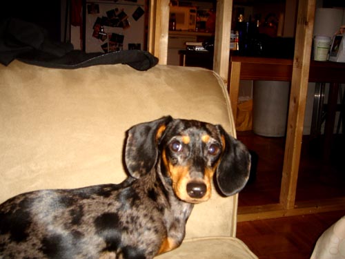 edie