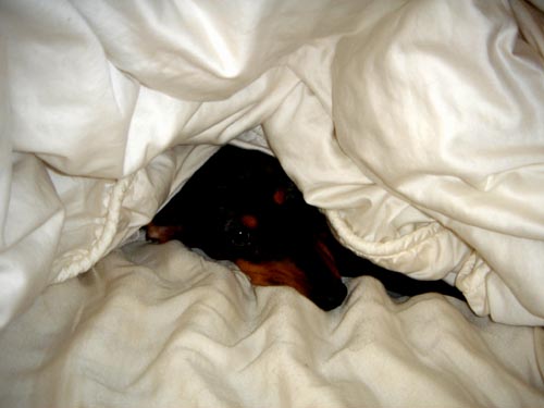 bed