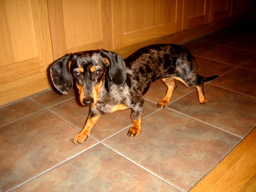 edie