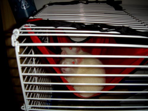 hammock