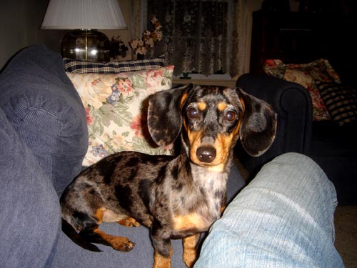 edie