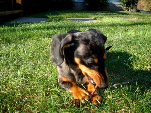 edie