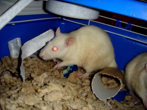 rats