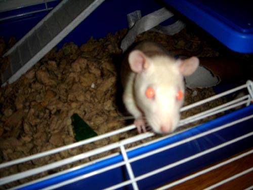 rats