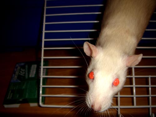 rats