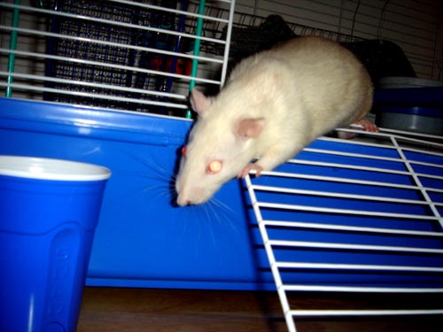rats