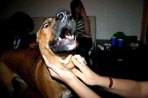 dogs