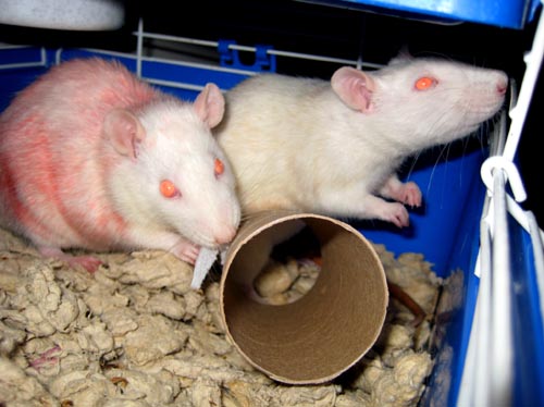 rats