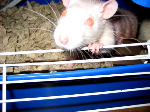 rats
