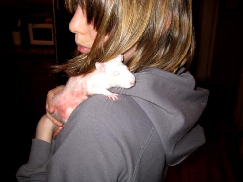 rats