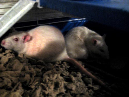 rats