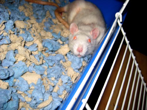 rats