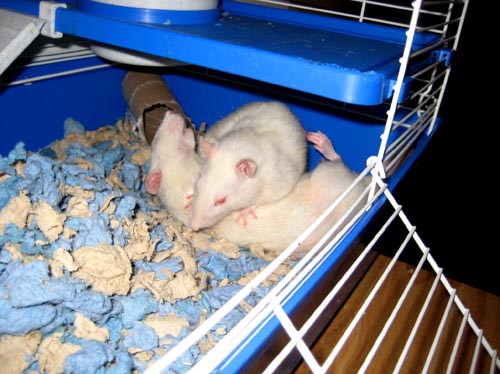 rats