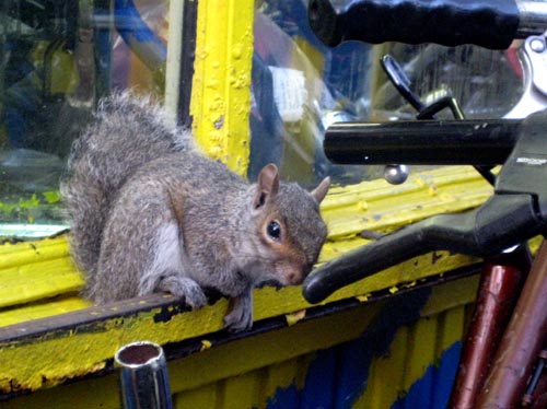 squirrel