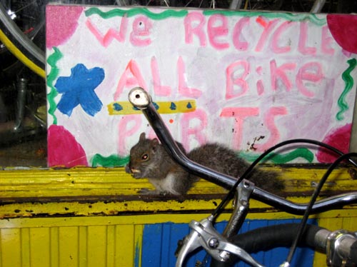 squirrel