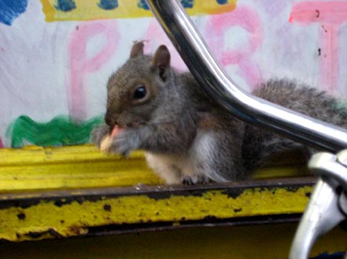 squirrel