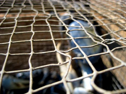 cage