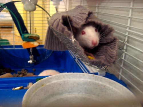 rats